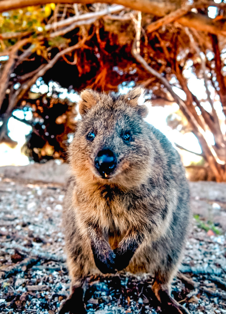 Quokka Rottnest Island